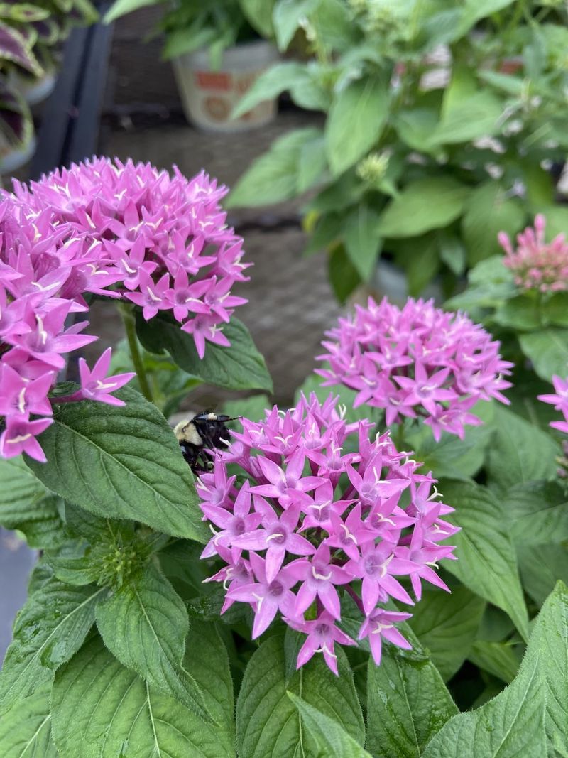 Pentas Bring Nonstop Starry Color In Florida Heat