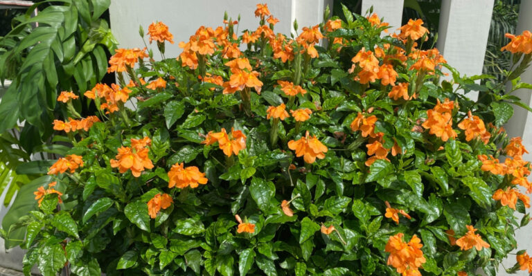 firecracker flower plant