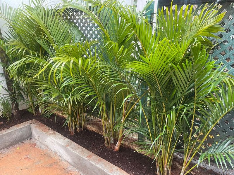 Areca Palms Create A Warm Tropical Welcome