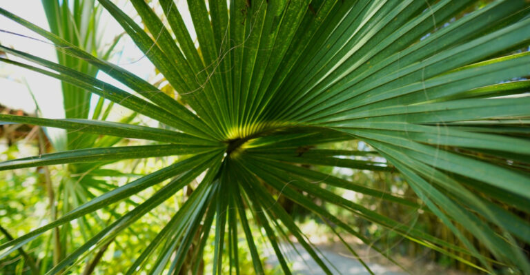 saw palmetto plant