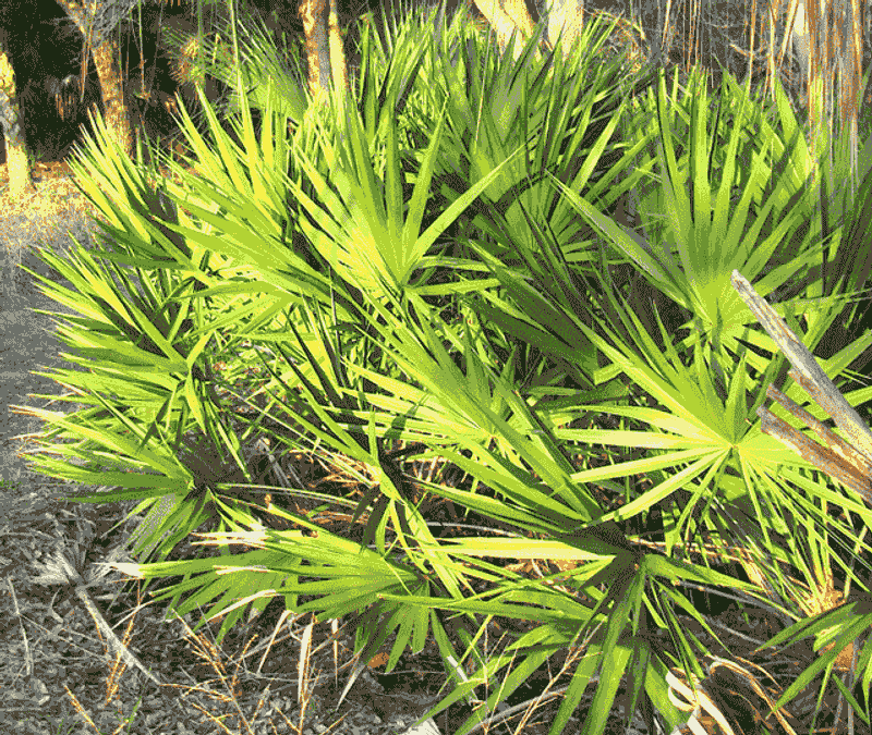 Saw Palmetto Survives Even The Hardest Freezes
