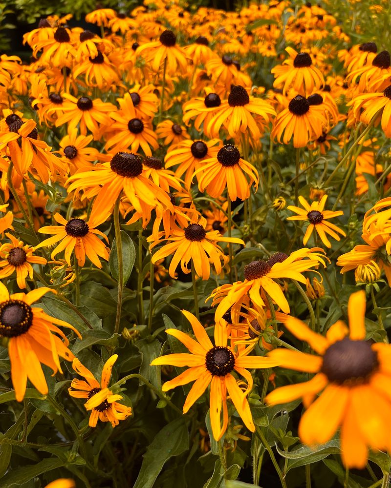 Black Eyed Susan Explodes With Spring Color