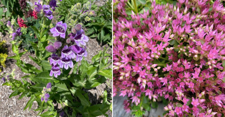 drought tolerant perennials