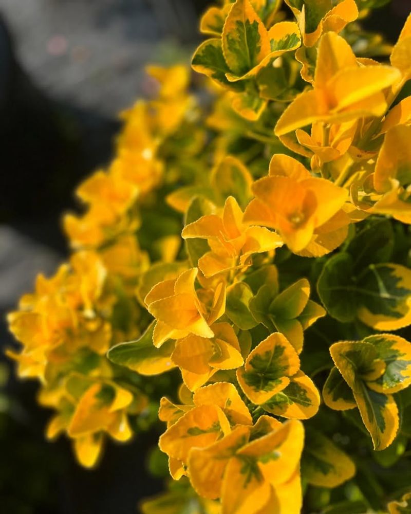 Golden Euonymus (Euonymus japonicus 'Aureomarginatus')
