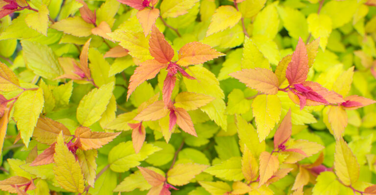 Japanese spiraea Goldflame