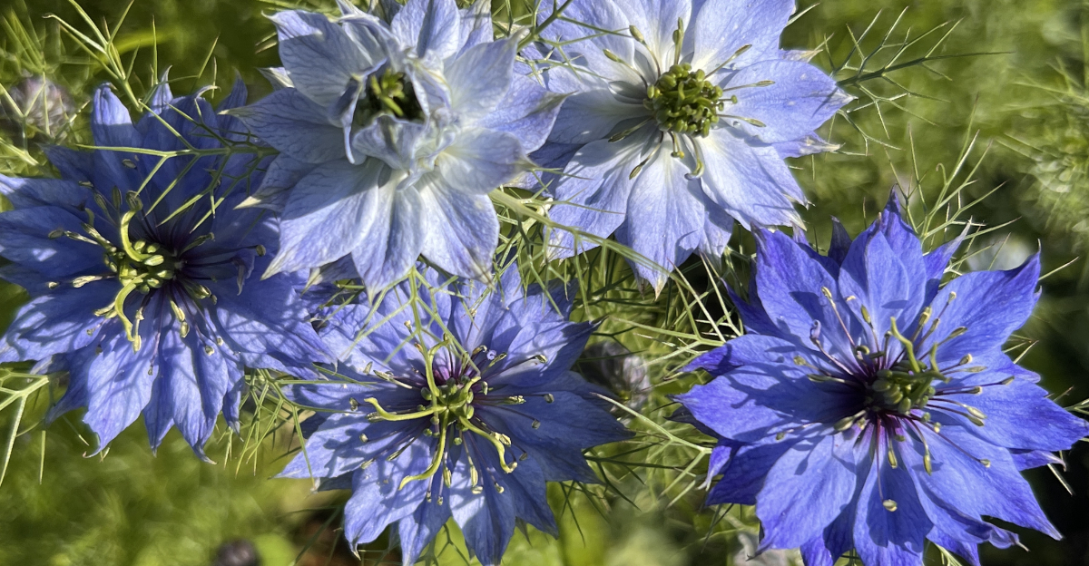nigella flower