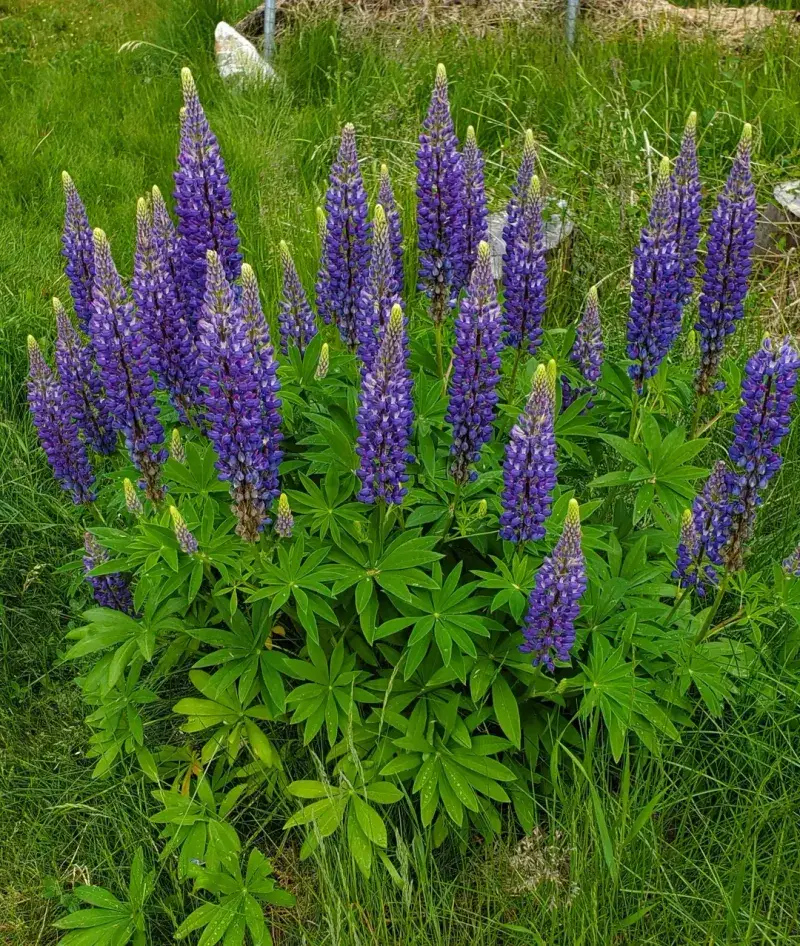 Lupine (Lupinus spp.)