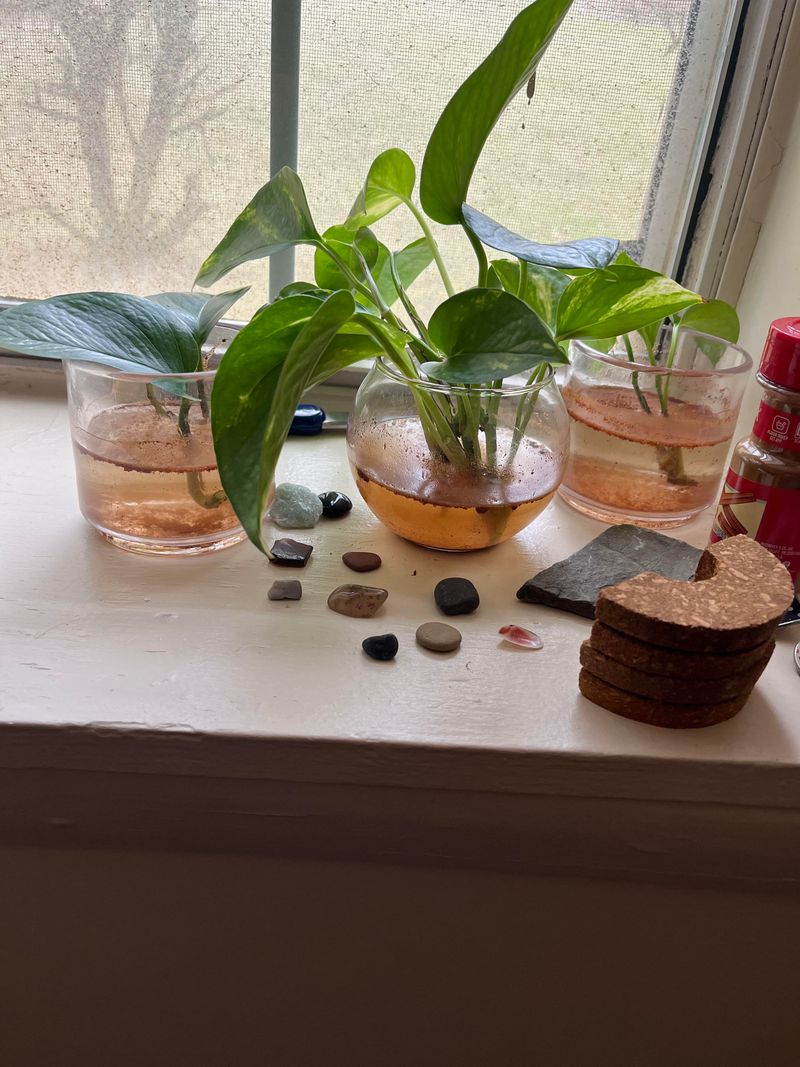 Pothos (Epipremnum aureum)