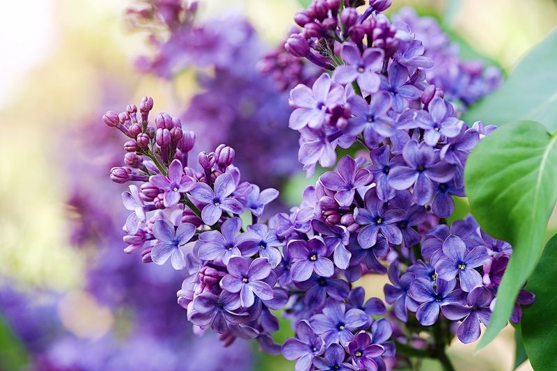 Lilac Brings Sweet Spring Luck