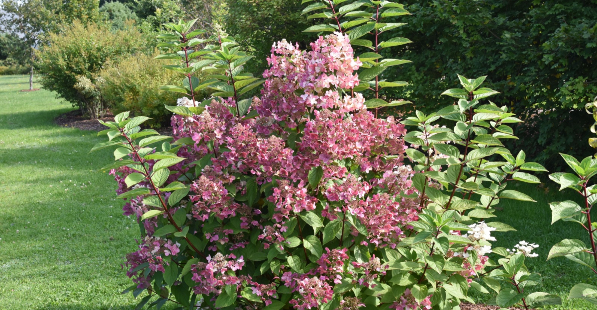 panicle hydrangea