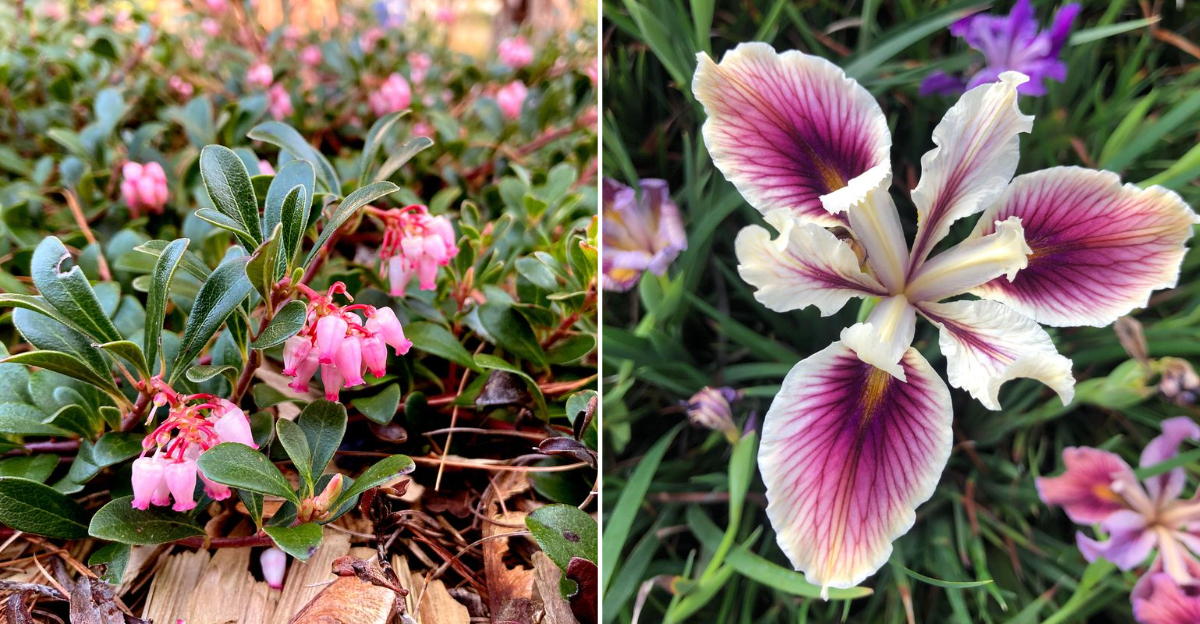 oregon native plants