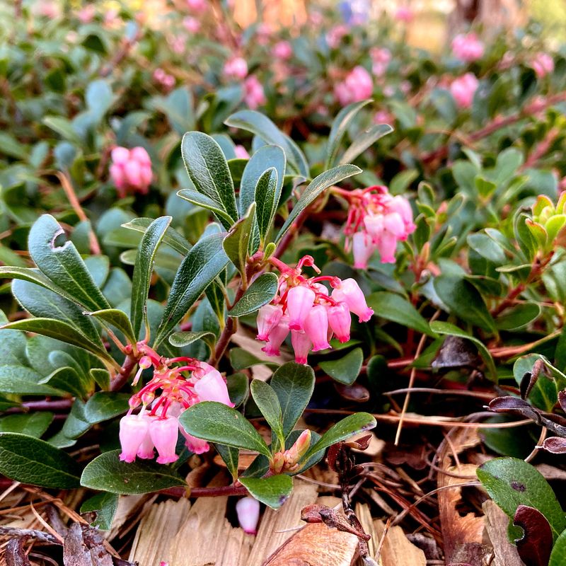 Native Plants Don't Need Any Water