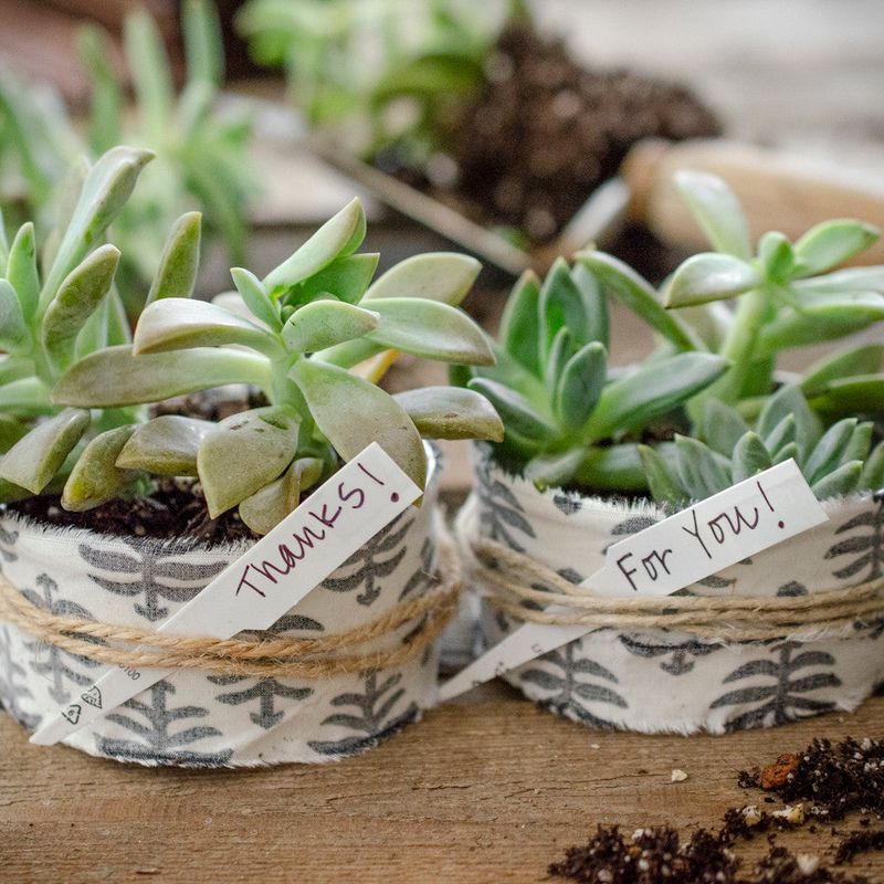 Potted Succulents In Recycled Containers