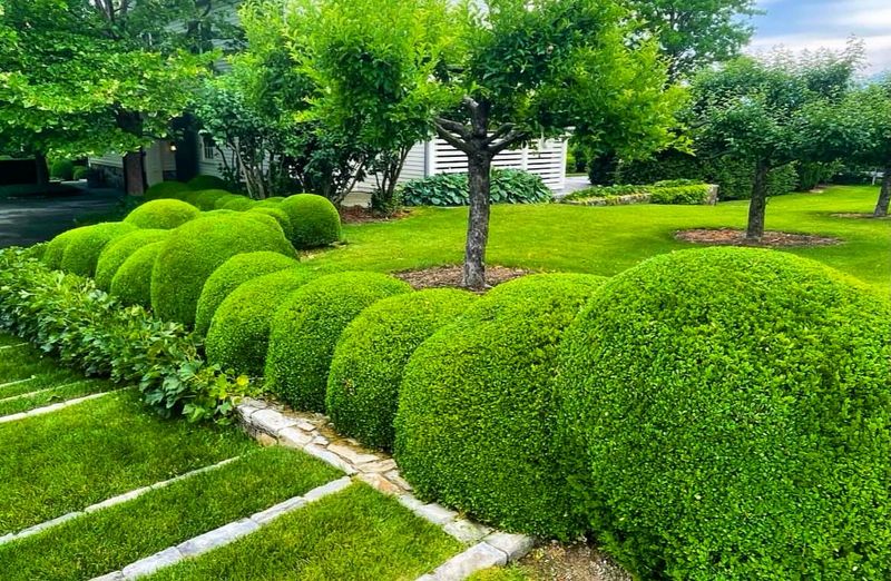 Boxwood (Buxus)