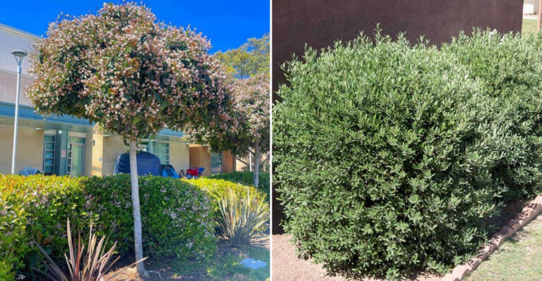 evergreen shrubs