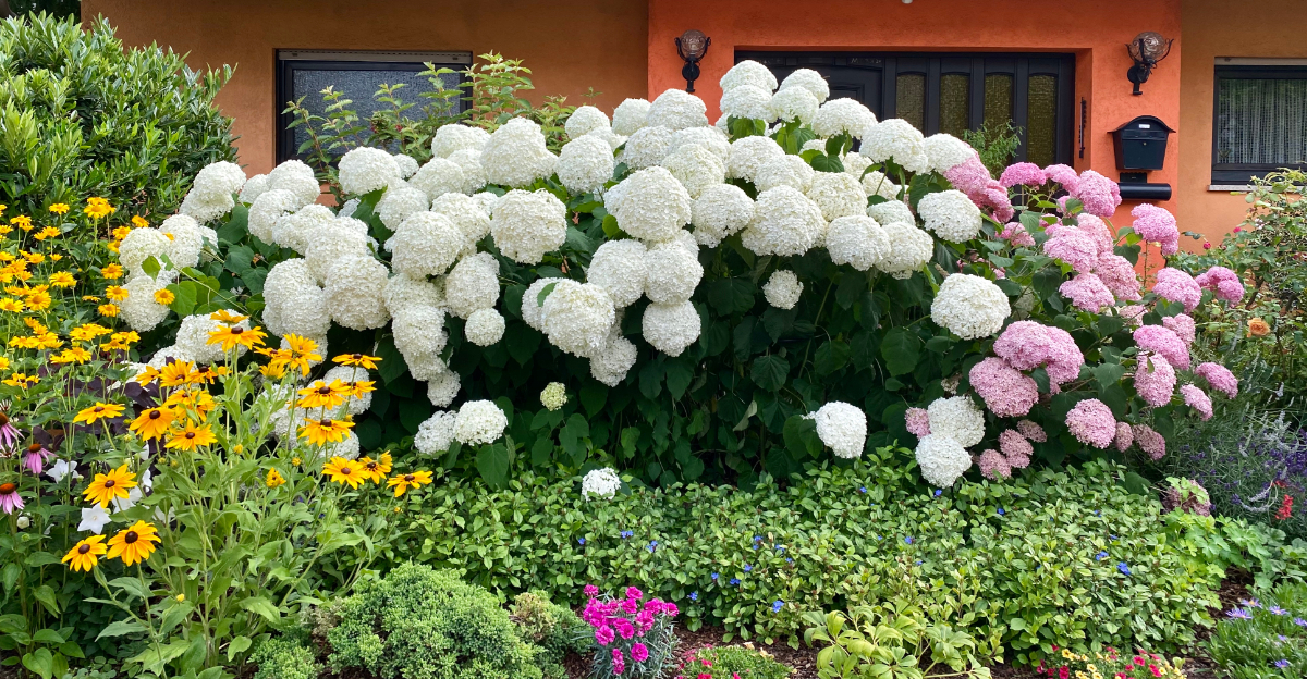 plants (featured image)