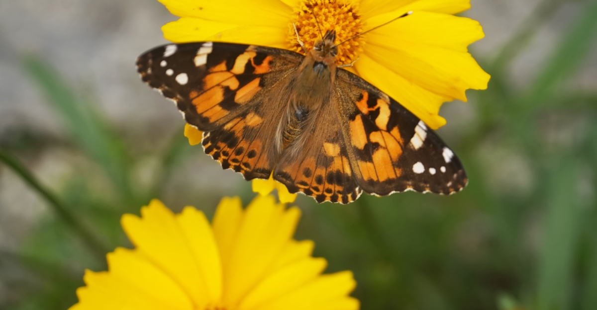 butterfly on coreopsis