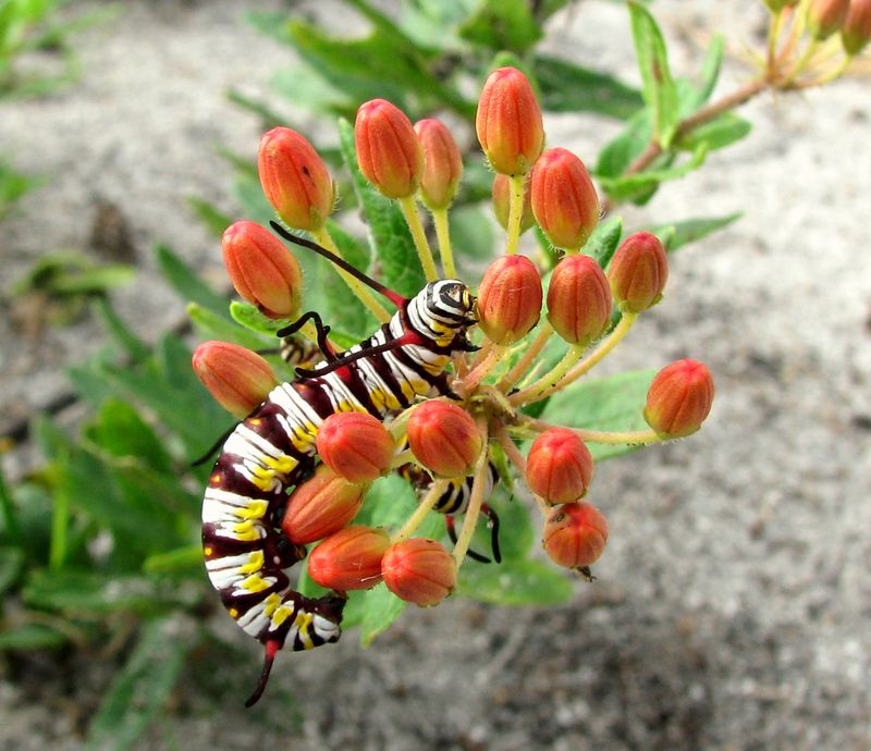 Milkweed Welcomes Monarch Caterpillars Home