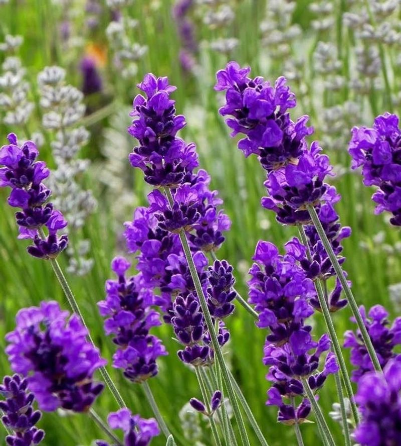Lavender (Lavandula spp.)