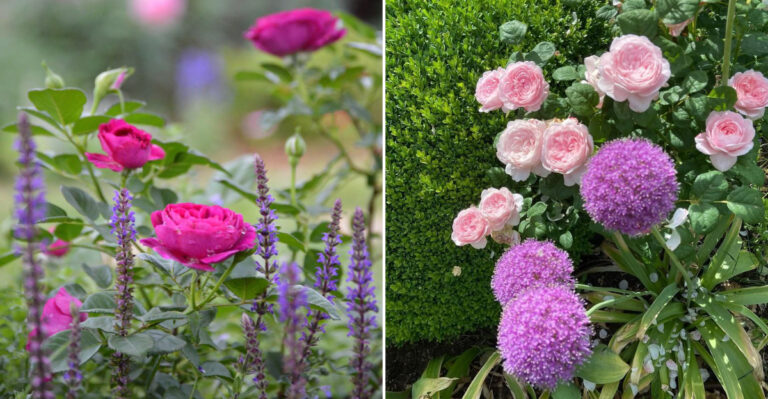 companion under roses