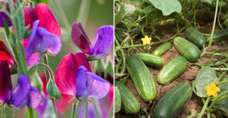 flower and cucumber