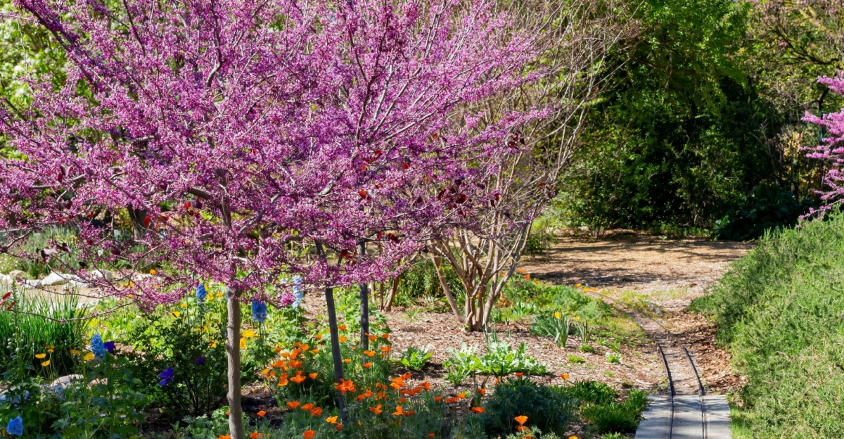 eastern redbud blossom