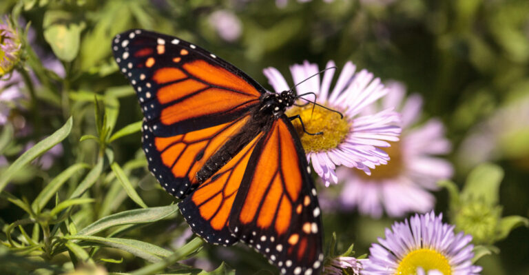 monarch butterfly