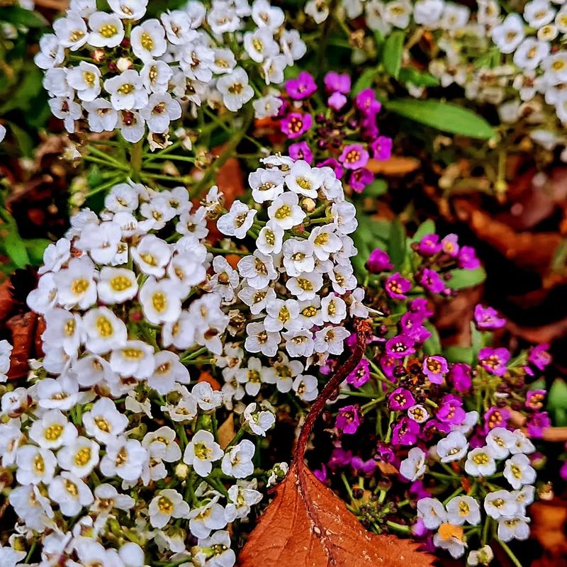 Sweet Alyssum (Lobularia maritima)