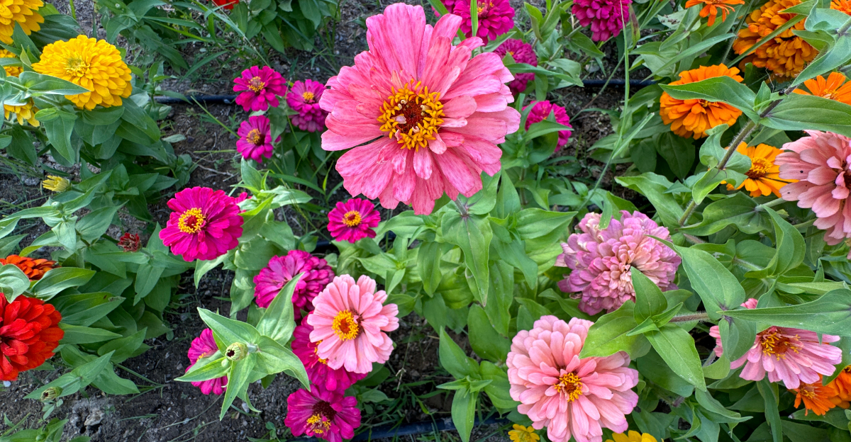 zinnias