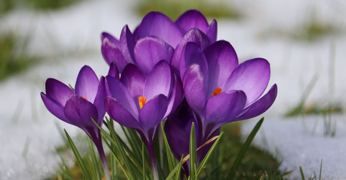 crocus flower