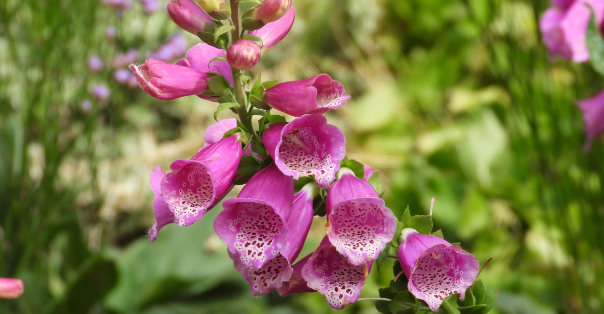 foxglove