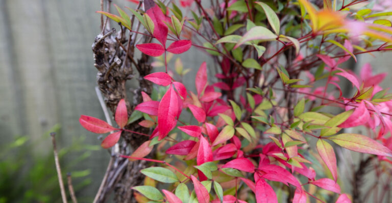 nandina bush