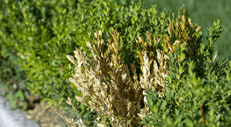 Boxwood Struggles In Florida Landscapes