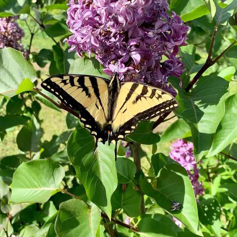 Western Tiger Swallowtail (Papilio rutulus)