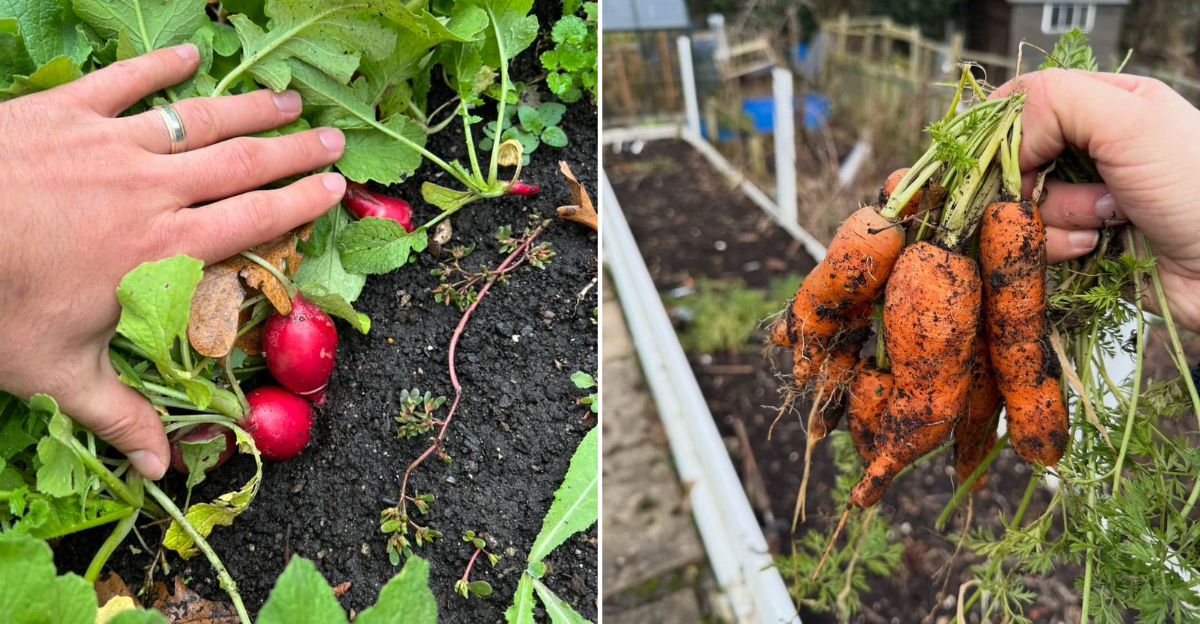 radishes and carrots