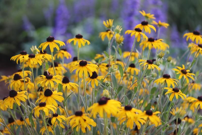 Black-Eyed Susan (Rudbeckia Hirta)