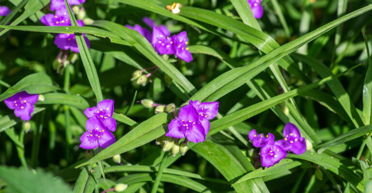 blooming spiderwort