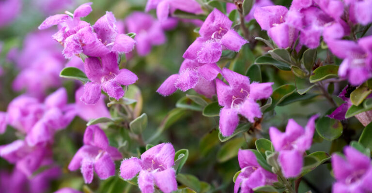 texas sage (featured image)
