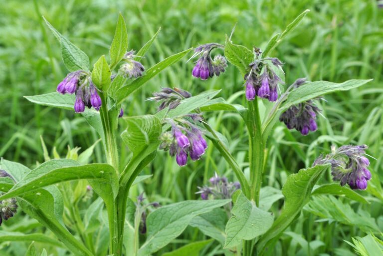 comfrey
