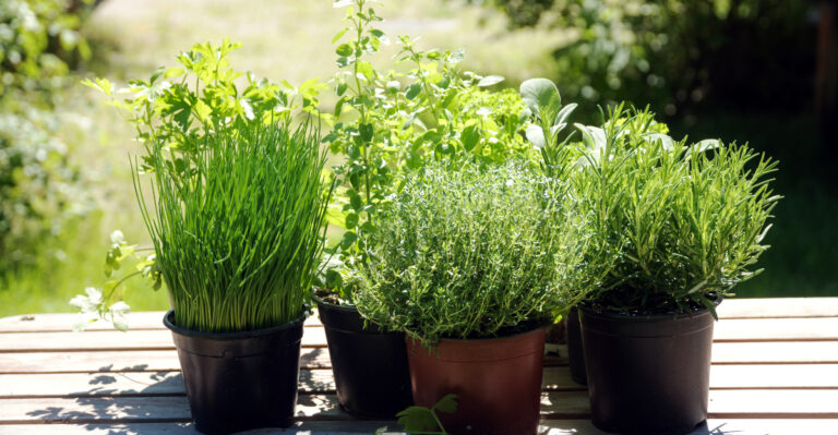 herbs (featured image)