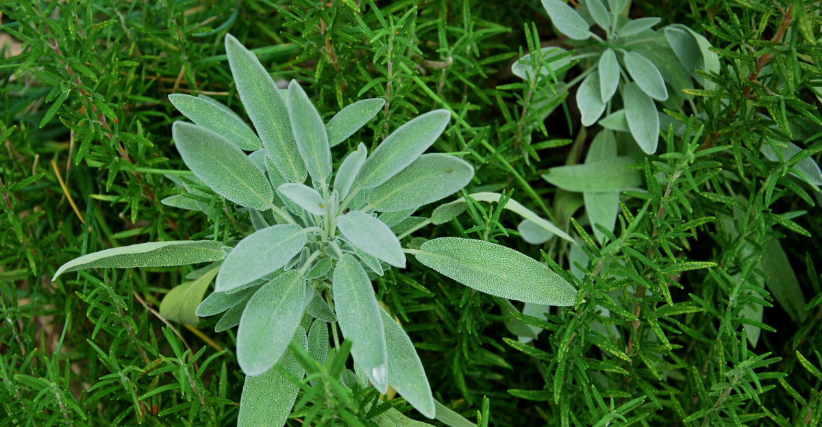 herb (featured image)