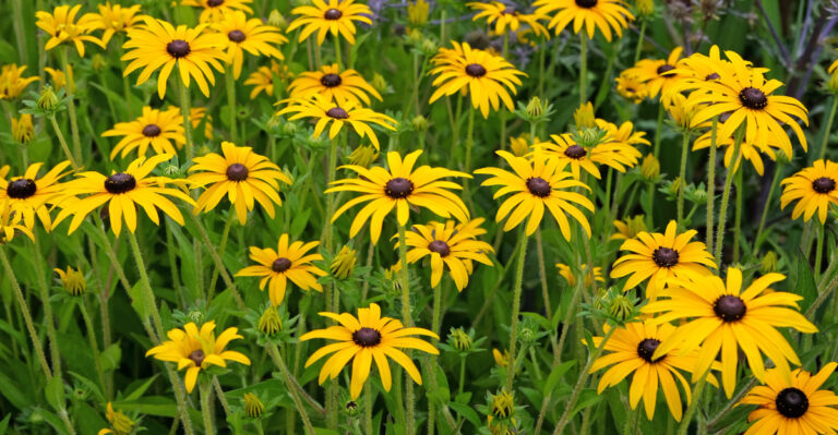 black eyed susans (featured image)