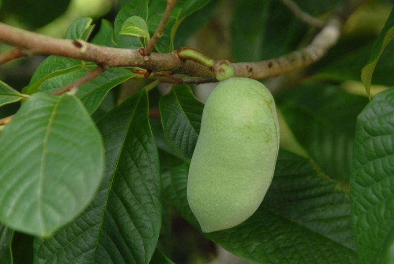 Pawpaw (Asimina Triloba)