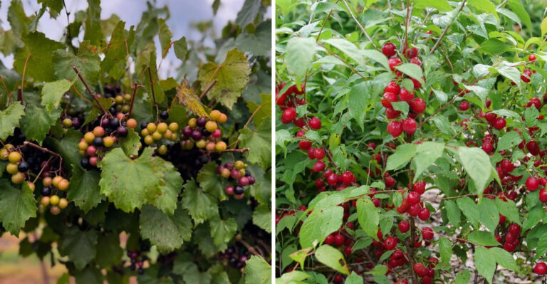 The Best New Fruits And Vegetables To Grow In North Carolina In 2026