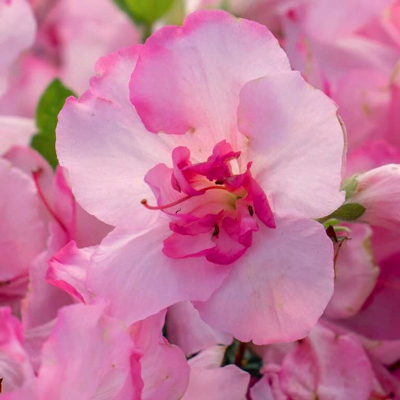 Autumn Kiss® Azalea (Rhododendron Hybrid)