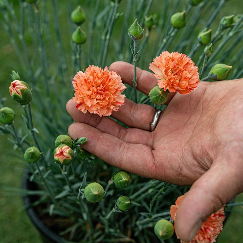 Orange Sparkler Dianthus (Dianthus Hybrid)