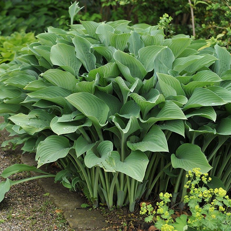 Hosta
