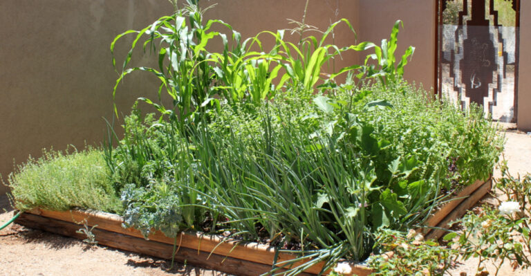raised bed (featured image)