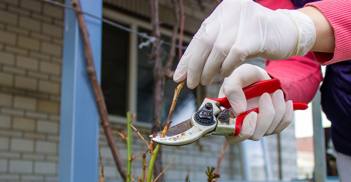 pruning rose bush (featured image)