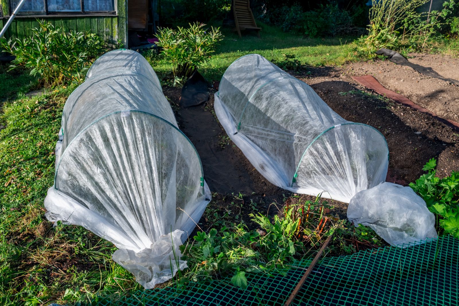 frost cover on plants